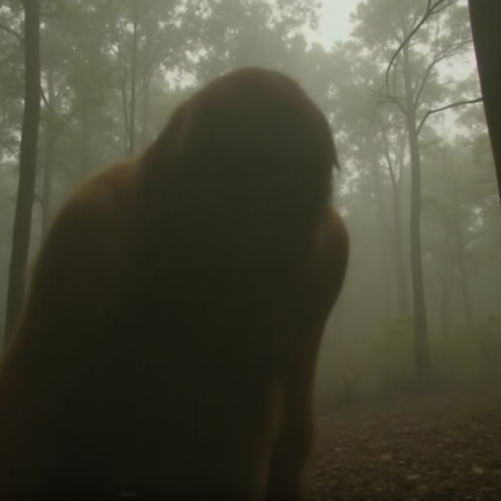 Video: Yowie Research Expedition